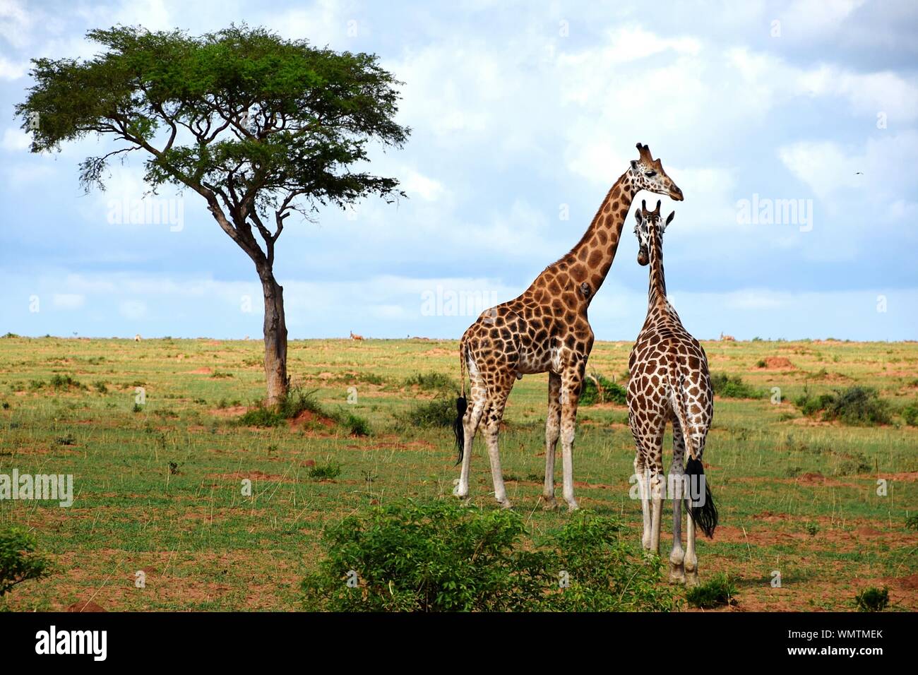 Giraffes Standing On Field At Murchison Falls National Park Stock Photo