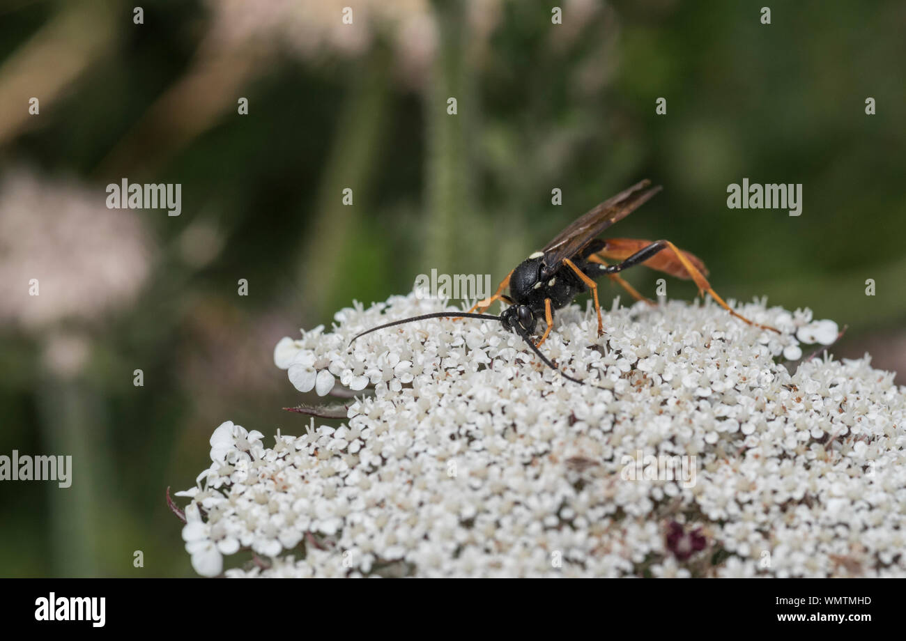 Foraging Ichneumonid wasp (Amblyeteles sp) Stock Photo
