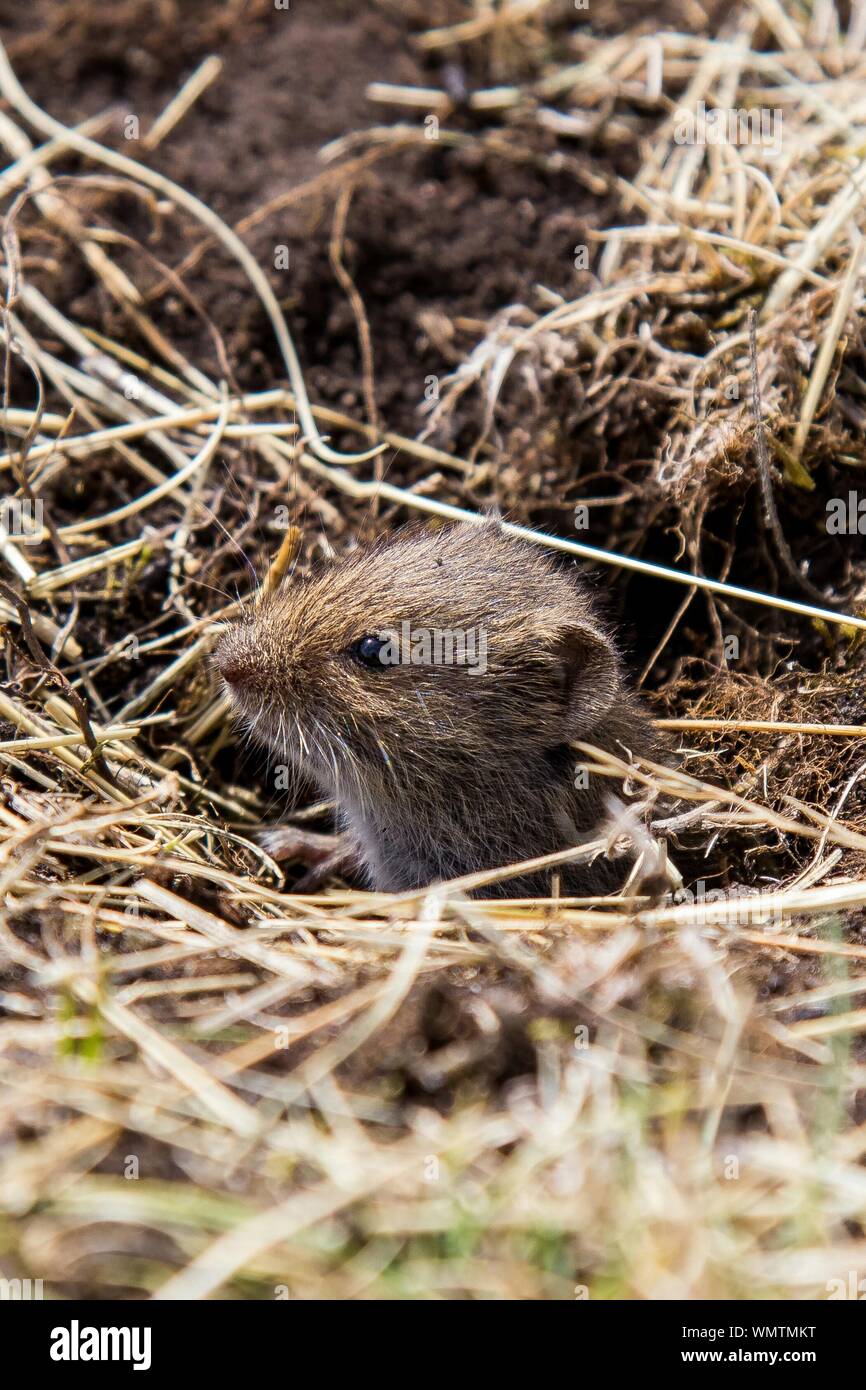 Mouse Hole High Resolution Stock Photography and Images Alamy
