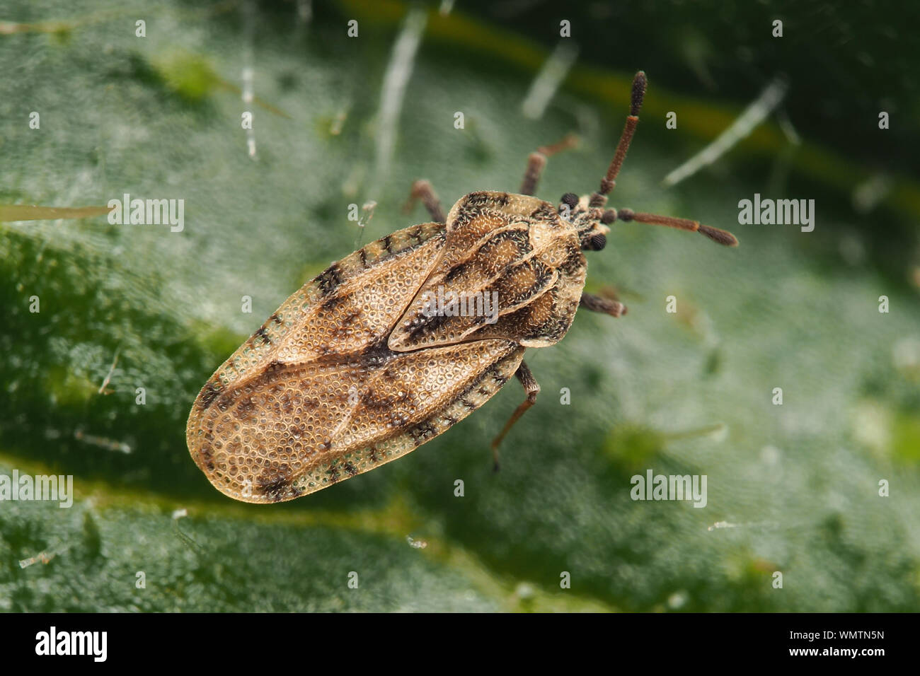 Tingis cardui Lace bug on thistle. Tipperary, Ireland Stock Photo