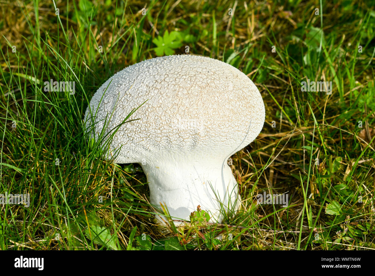 White giant puffball fungus (Calvatia gigantea) growing in grassland. Stock Photo