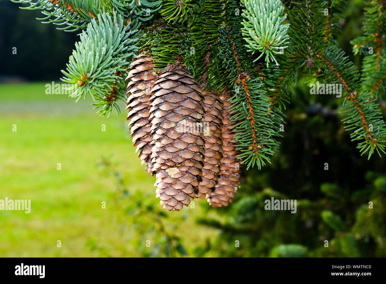 The branch of fir with cones. Stock Photo