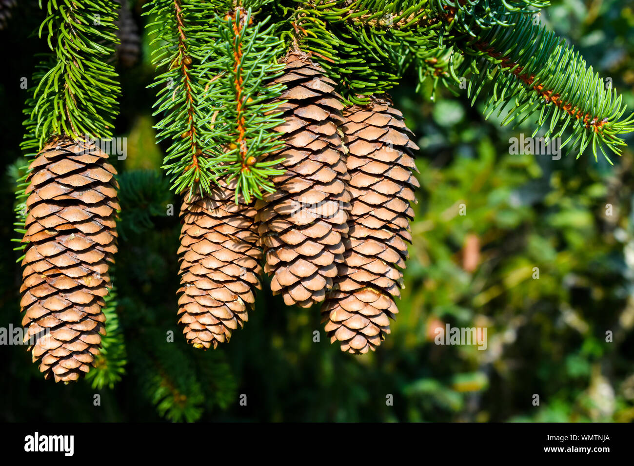 The branch of fir with cones. Stock Photo