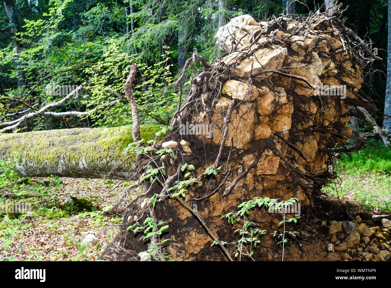 Fallen trees in forest. Storm damage. Stock Photo