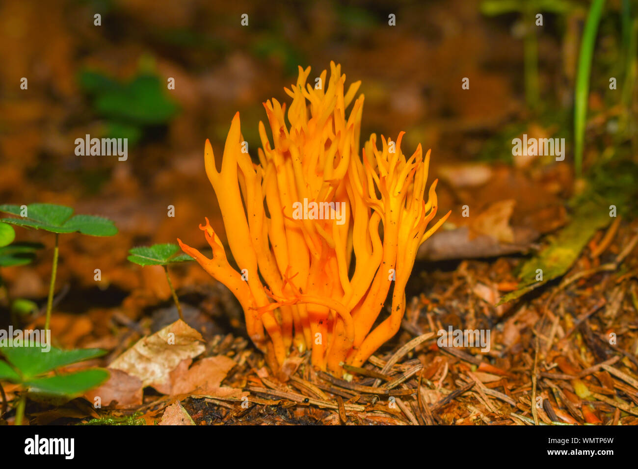 Orange coral (Ramaria urea) mushroom. Stock Photo