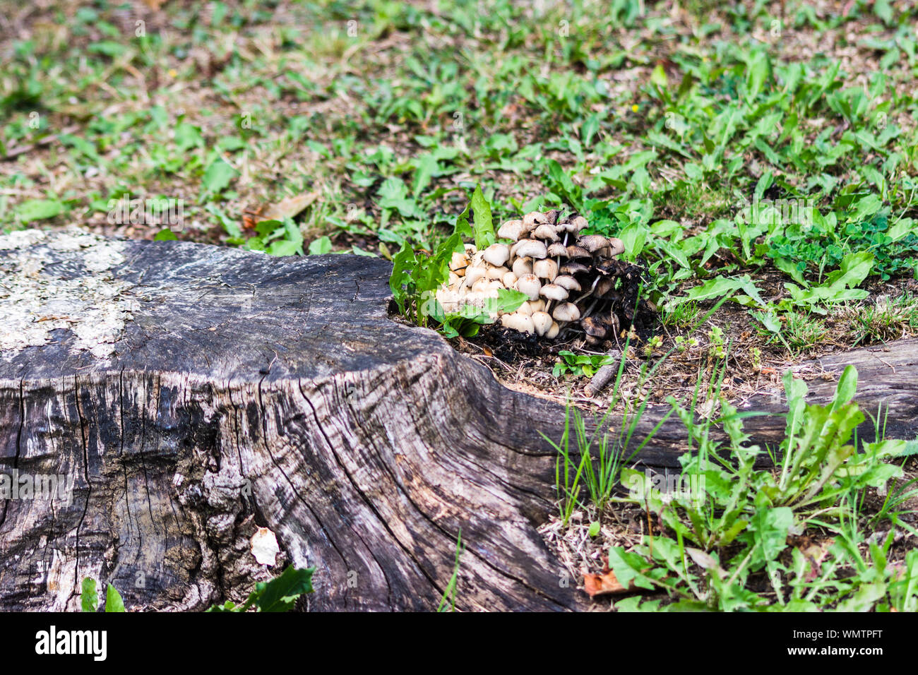 The stump from a felled tree with a cluster of white brown fruiting bodies of fungi from the genus Coprinellus growing from one edge Stock Photo