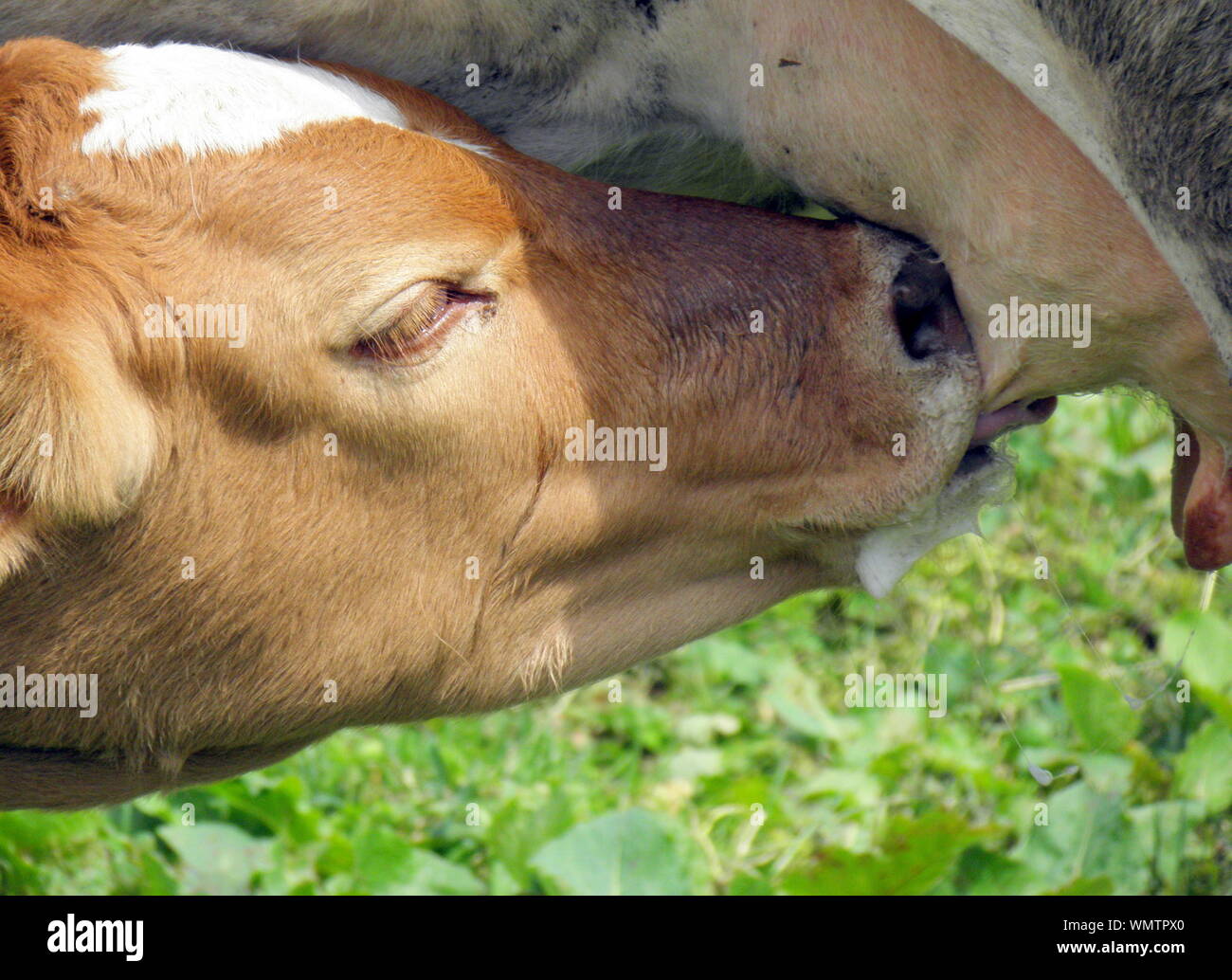 Calf Drinking Cow Milk Stock Photo