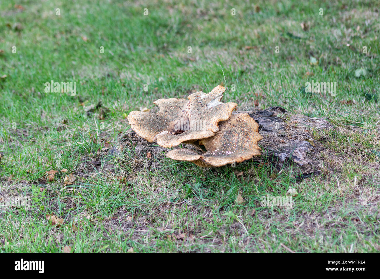 An old tree stump in short grass, with a Dryad s Saddle, polyporus squamosus, a Polypore Fungus growing from it Stock Photo