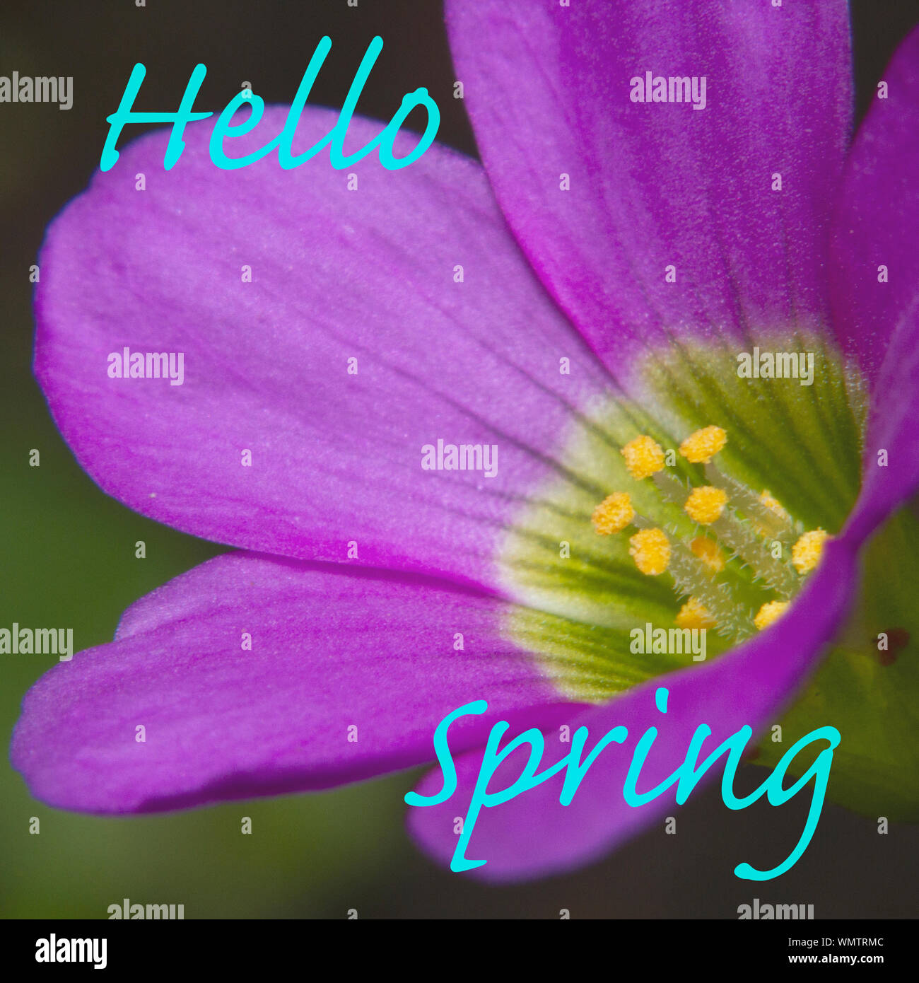 Flower with description Hello Spring Stock Photo Alamy