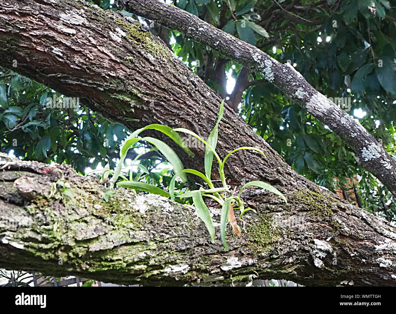 bromeliads growing up a tree. houseplants growing in the wild Stock Photo