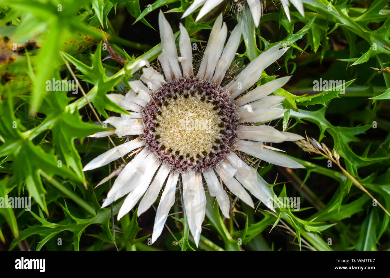 Flowers of Stemless Carline Thistle (Carlina acaulis). Stock Photo