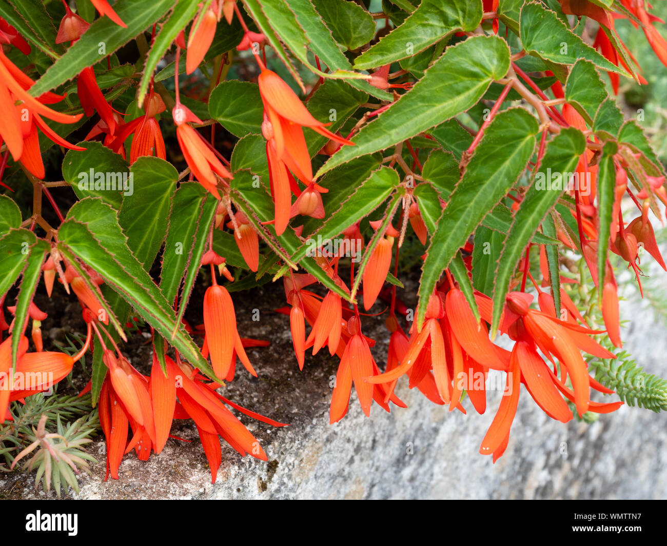 Red flowers of the summer to autumn blooming half-hardy tuber, Begonia boliviensis Stock Photo