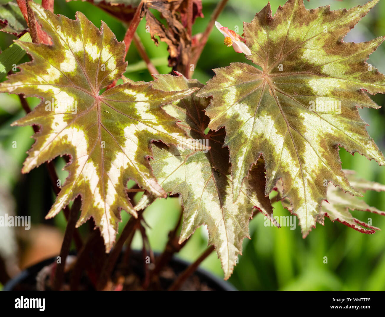 Serrated, patterned foliage of the half hardy perennial, Begonia palmata 'Tie Dye' Stock Photo