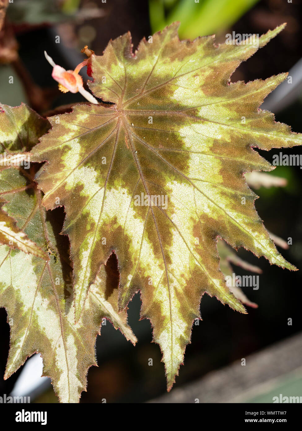 Serrated, patterned foliage of the half hardy perennial, Begonia palmata 'Tie Dye' Stock Photo