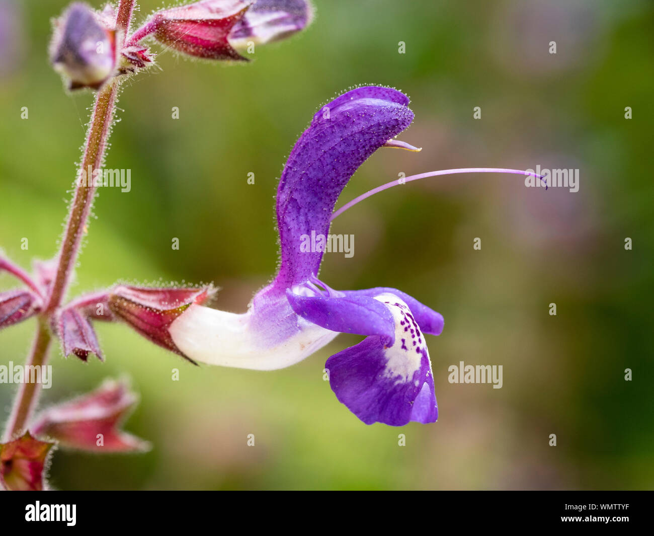 Close up of a single purple flower of the indigo wood sage, Salvia forsskaolii Stock Photo