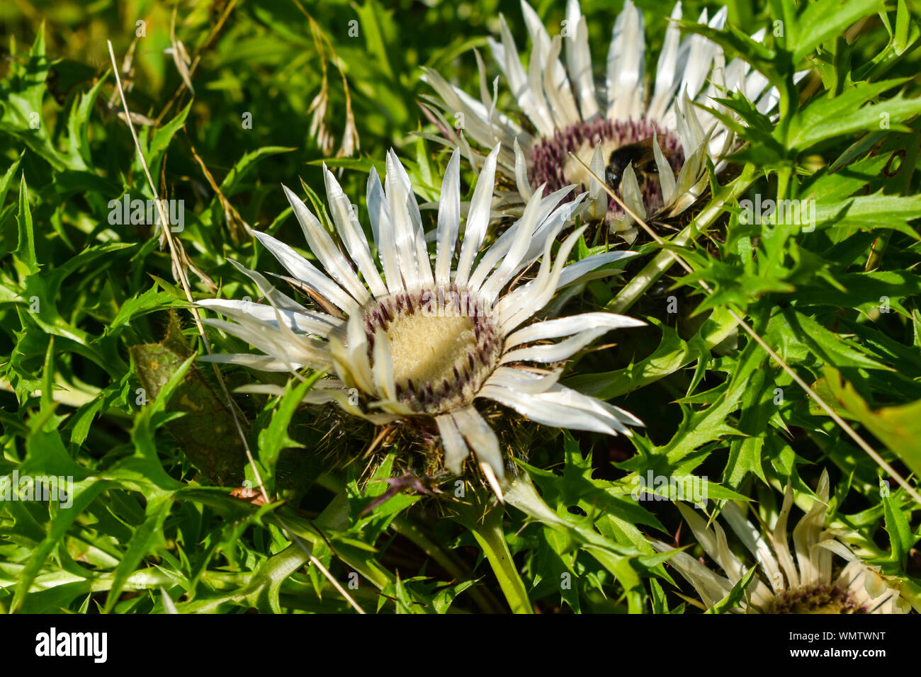 Flowers of Stemless Carline Thistle (Carlina acaulis). Stock Photo