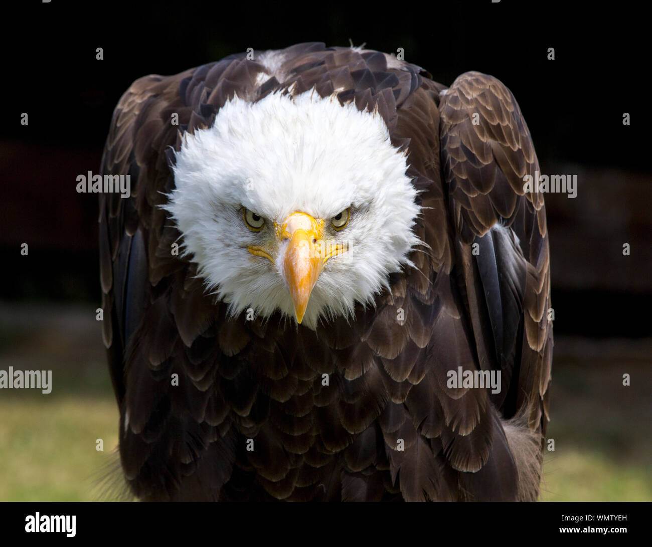 black eagle camera