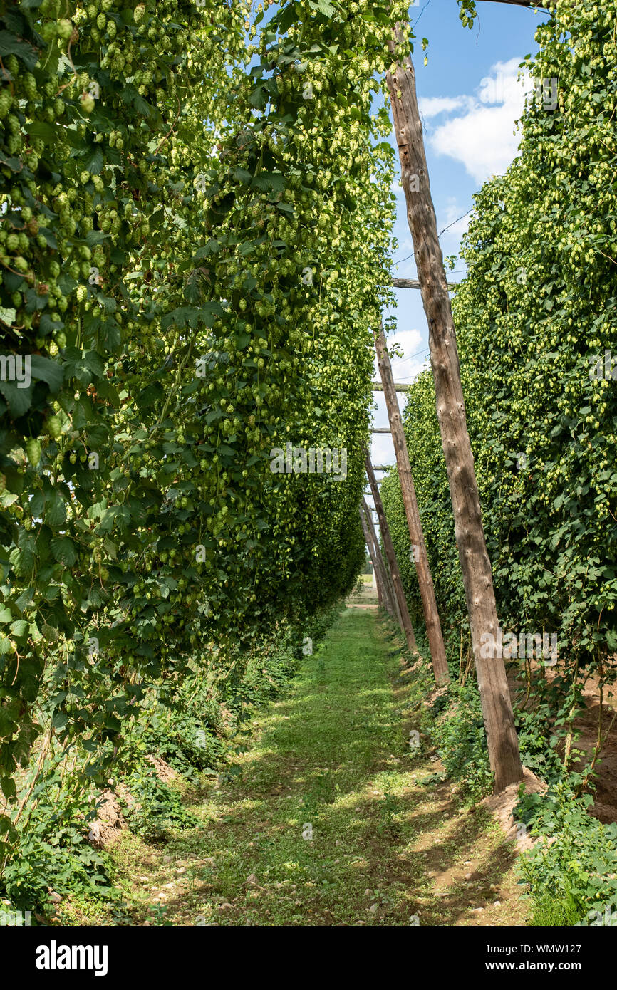 Typical hops plantation in León, northern Spain Stock Photo