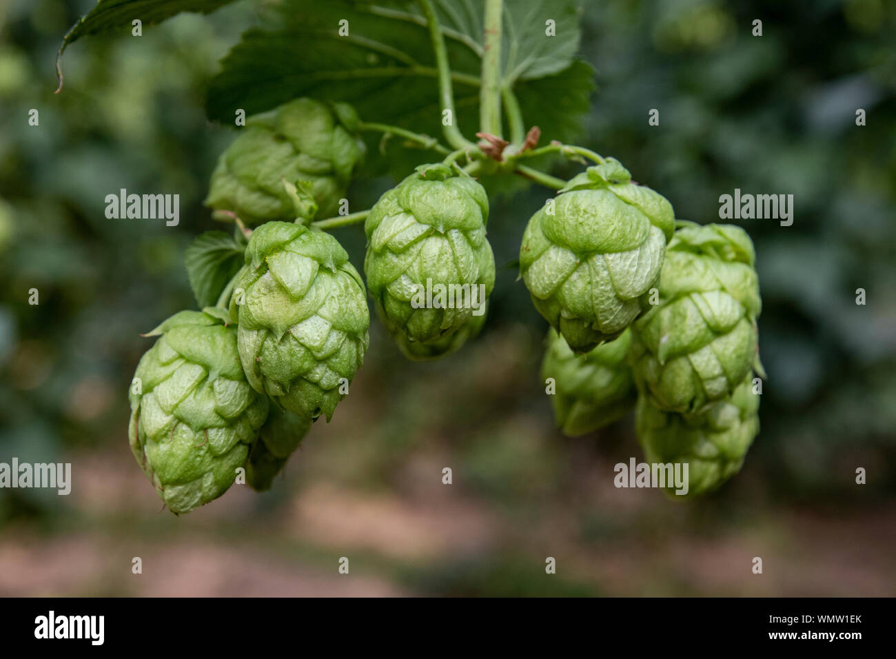 Hop cones on a bush, natural background and selective soft focus. León, northern Spain Stock Photo