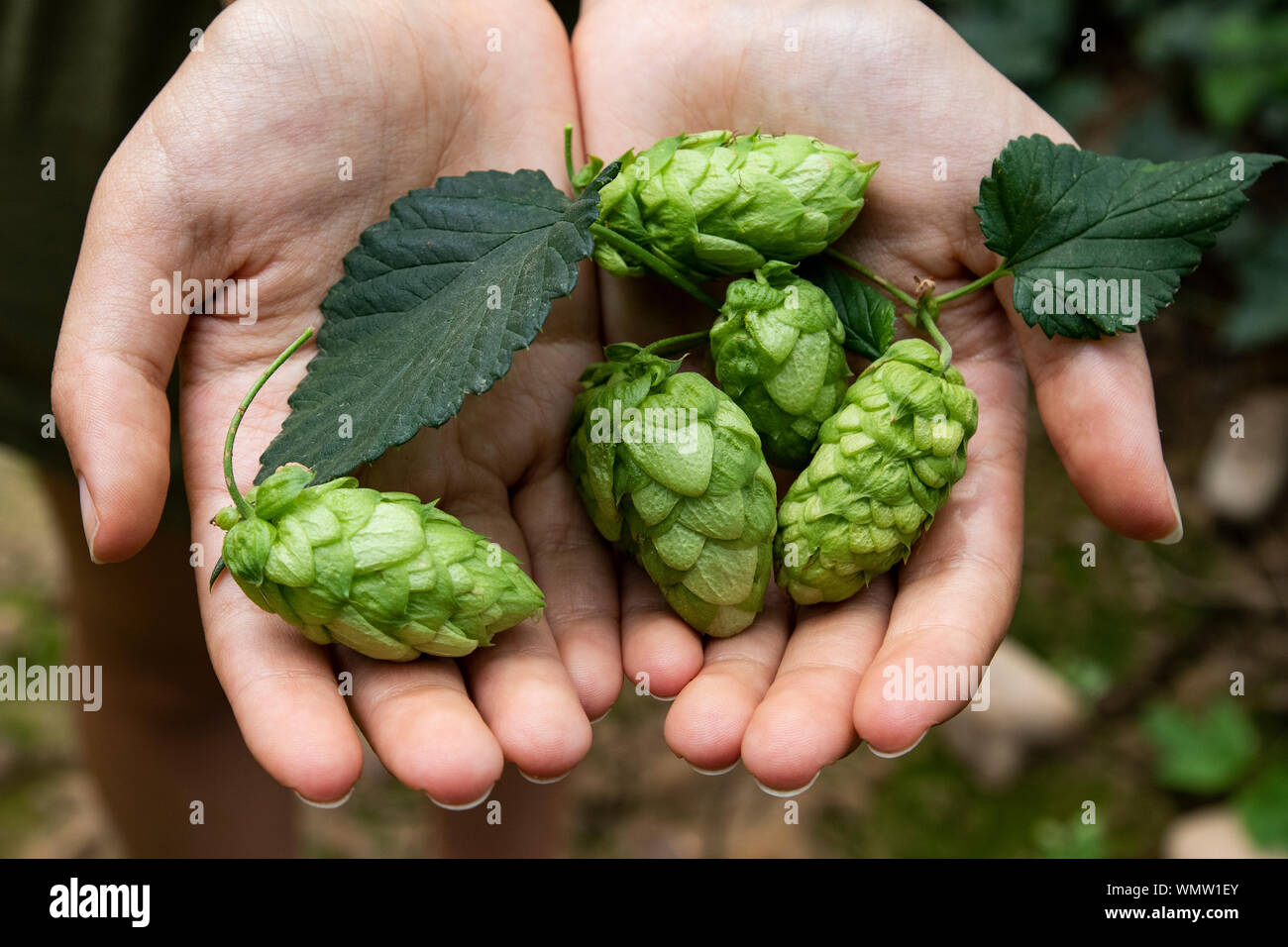 Hop cones in the hands of a girl. Leon, Spain Stock Photo