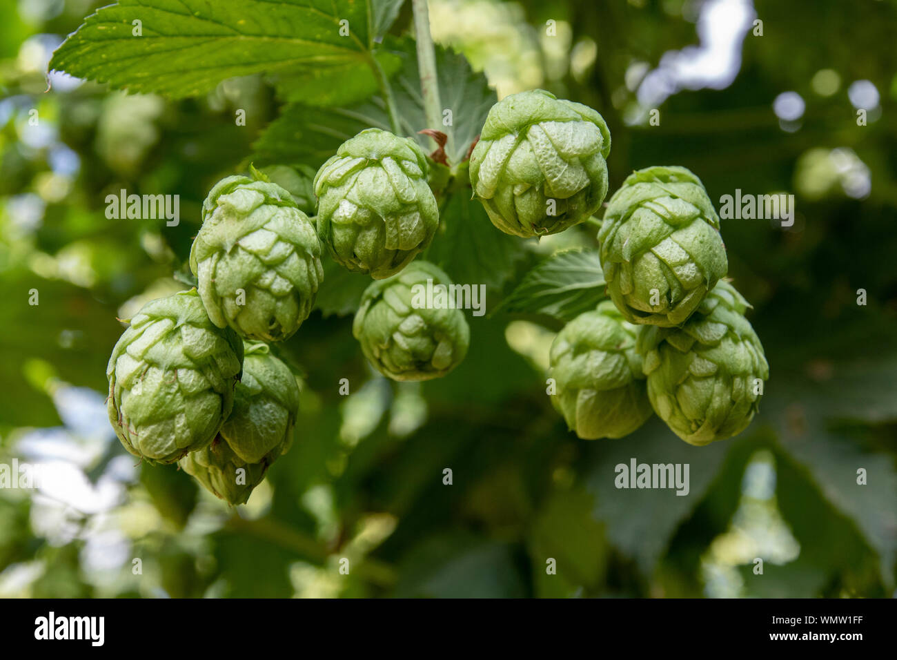 Hop cones on a bush, natural background and selective soft focus. León, northern Spain Stock Photo