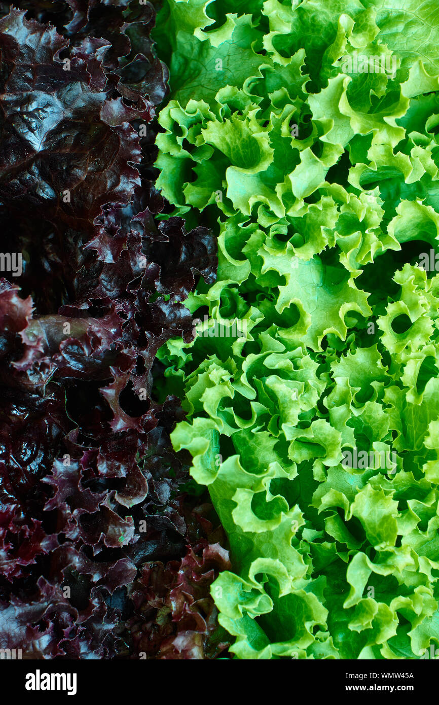 Two types of green and red coral lettuce with clear border between them