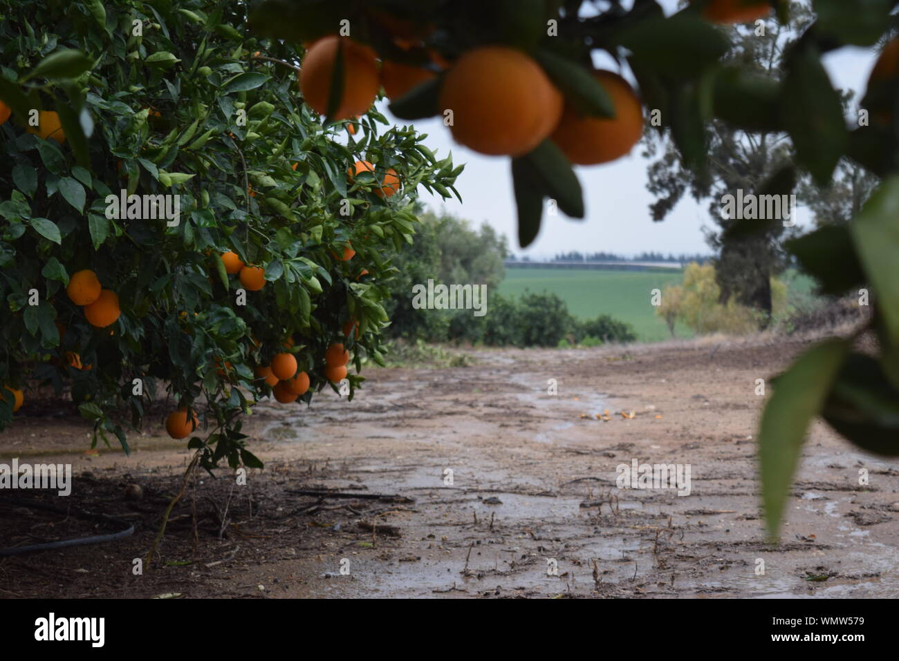 Oranges Growing On Tree Stock Photo Alamy