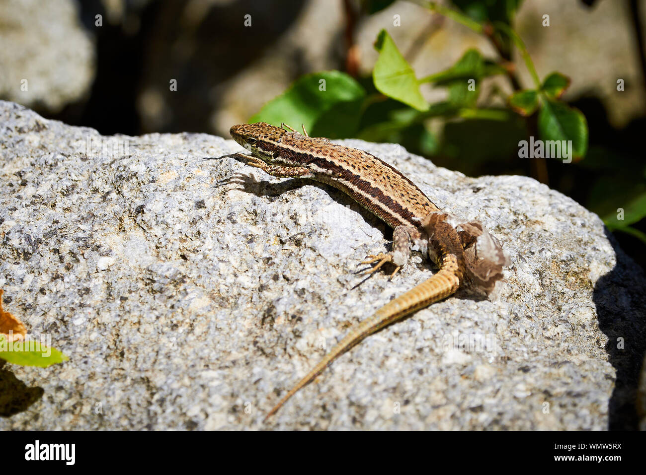 Common wall lizard ( Podarcis muralis ) shedding its skin Stock Photo