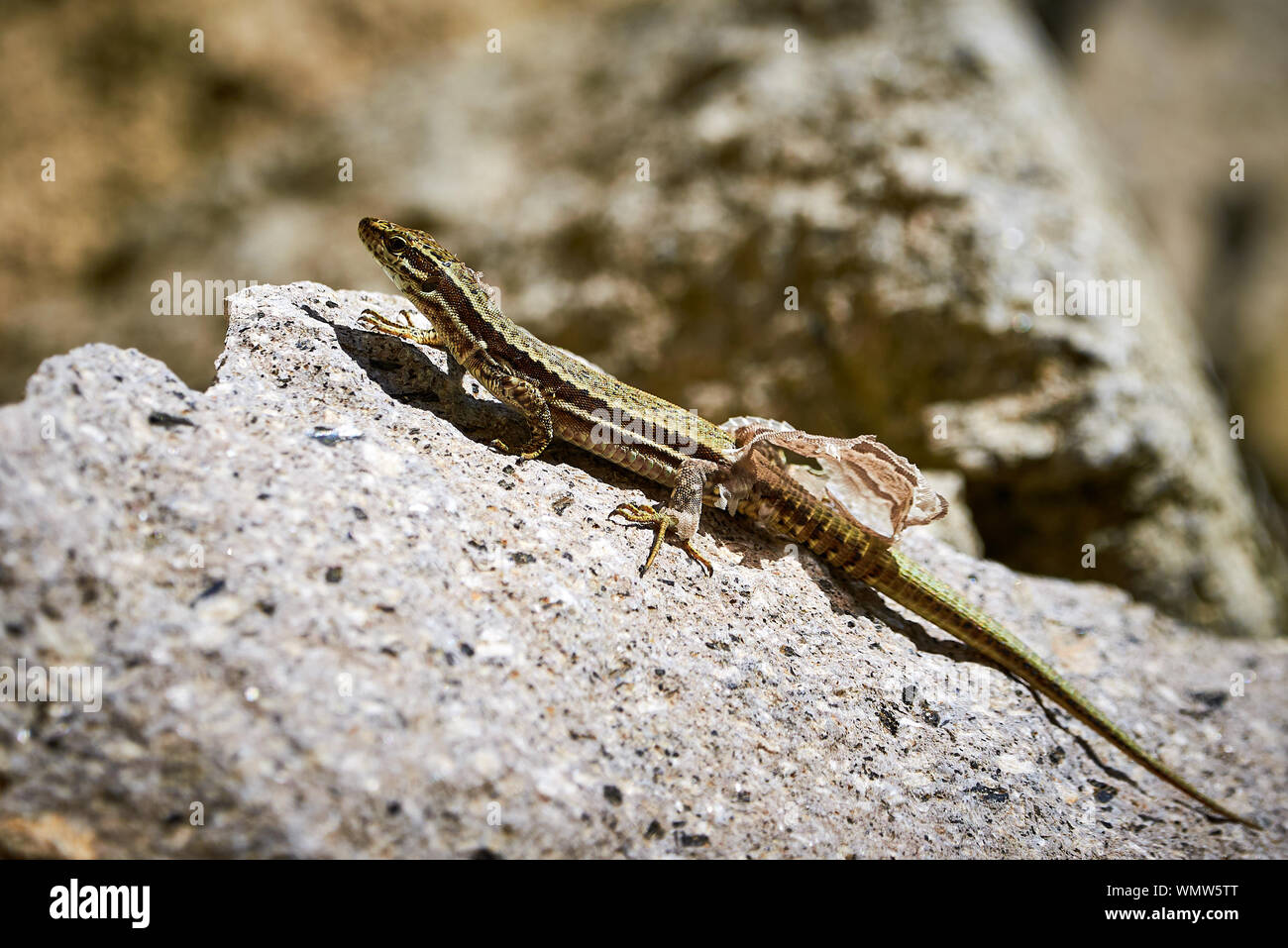 Common wall lizard ( Podarcis muralis ) shedding its skin Stock Photo