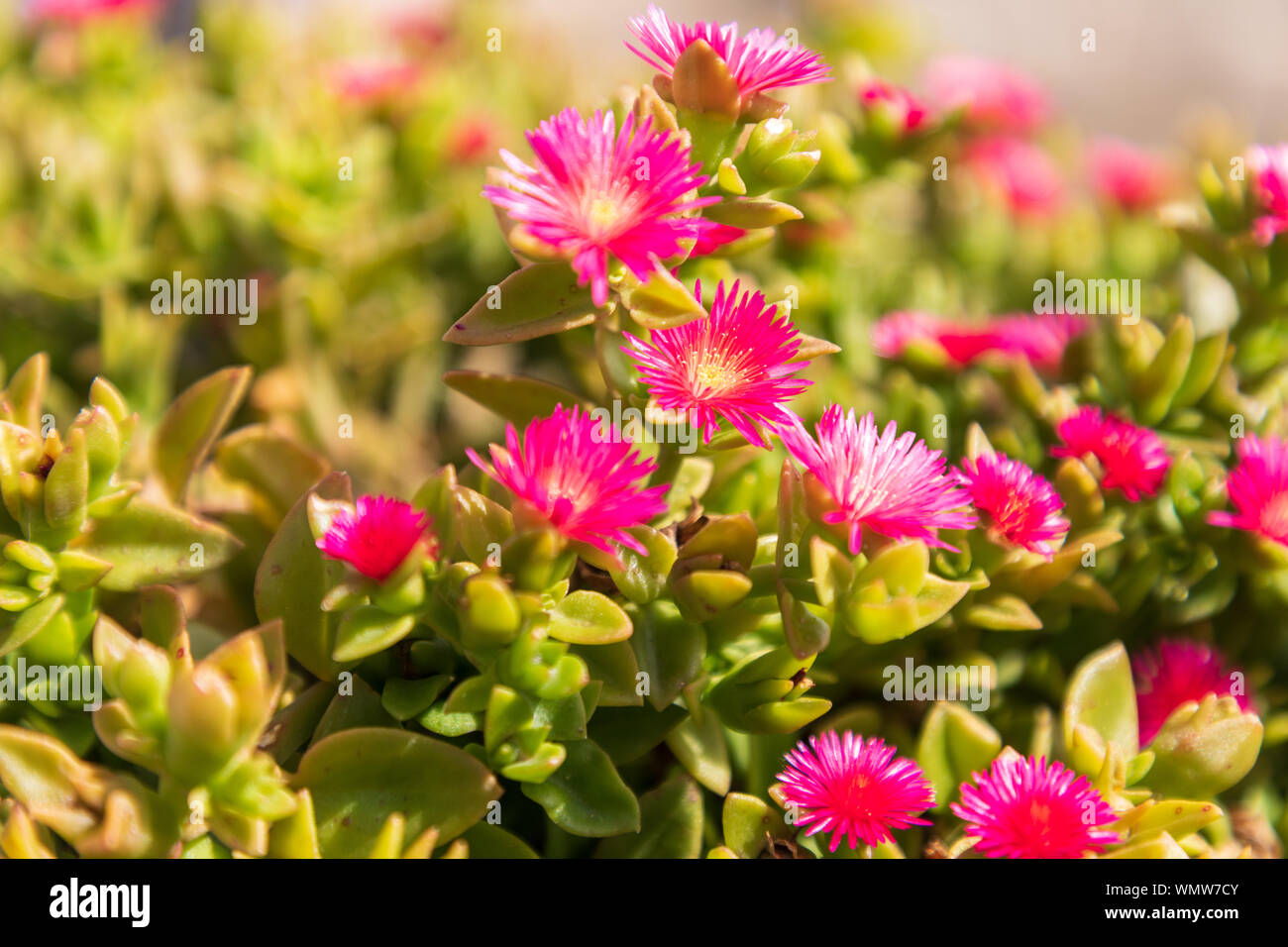 Italy, Apulia, Metropolitan City of Bari, Monopoli. Ice plant (Carpobrotus edulis) with magenta flowers. Stock Photo