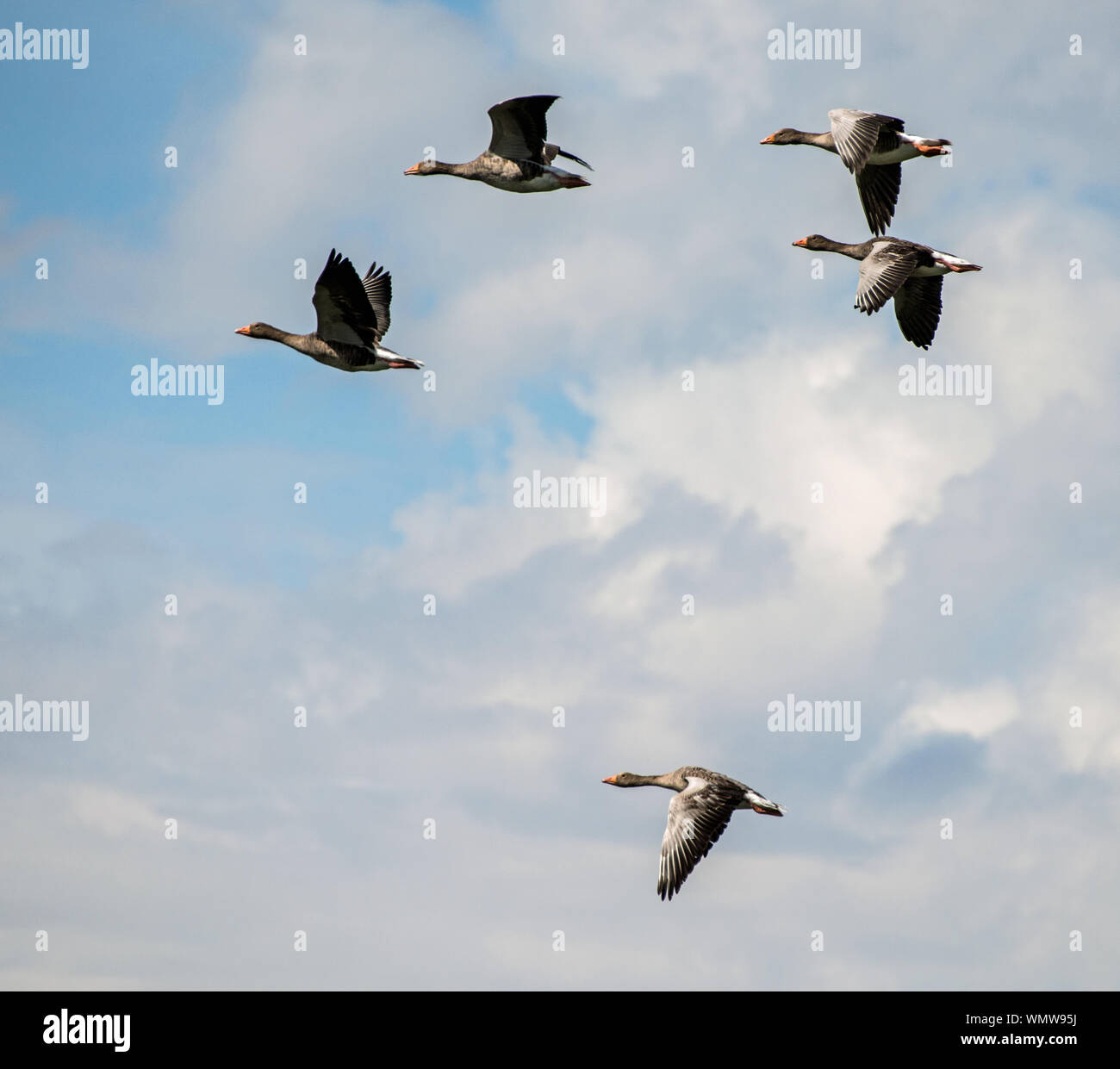 Greylag  geese Stock Photo