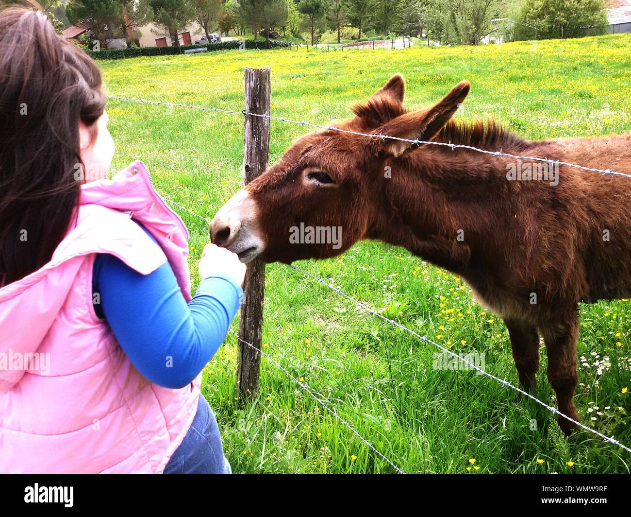 Rear of donkey hi-res stock photography and images - Alamy