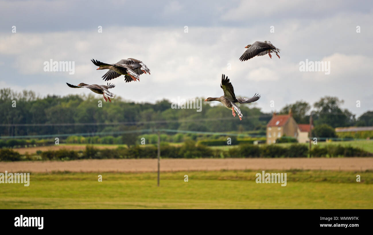 Greylag  geese Stock Photo