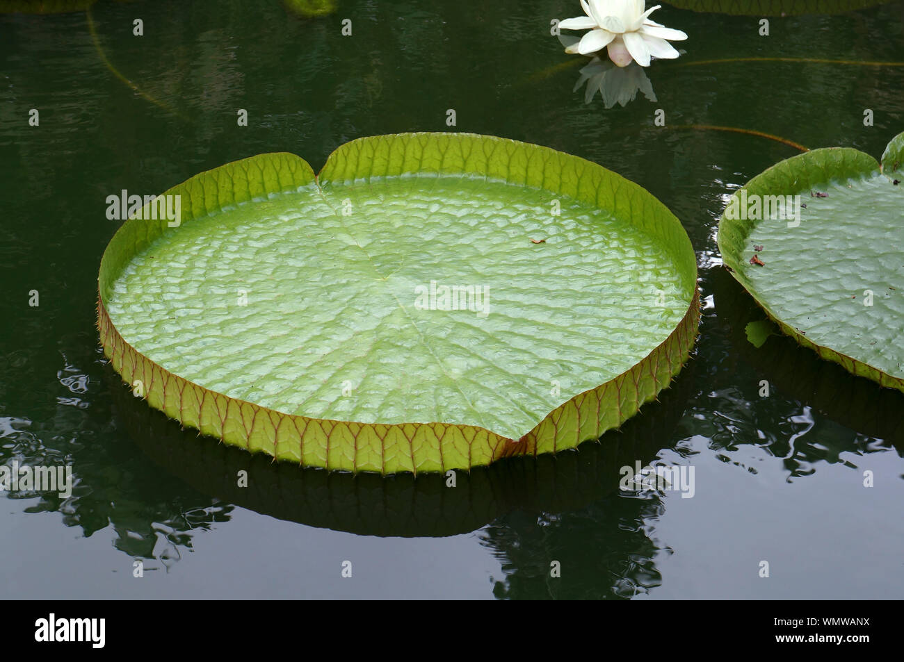 Victoria Amazonia High Resolution Stock Photography and Images Alamy