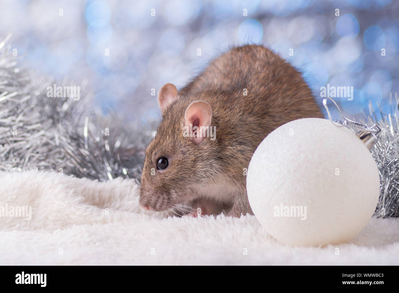 New Year concept. Cute white domestic rat in a New Year's decor. Symbol of the year 2020 is a rat. Gifts, toys, garlands, Christmas tree branches Stock Photo
