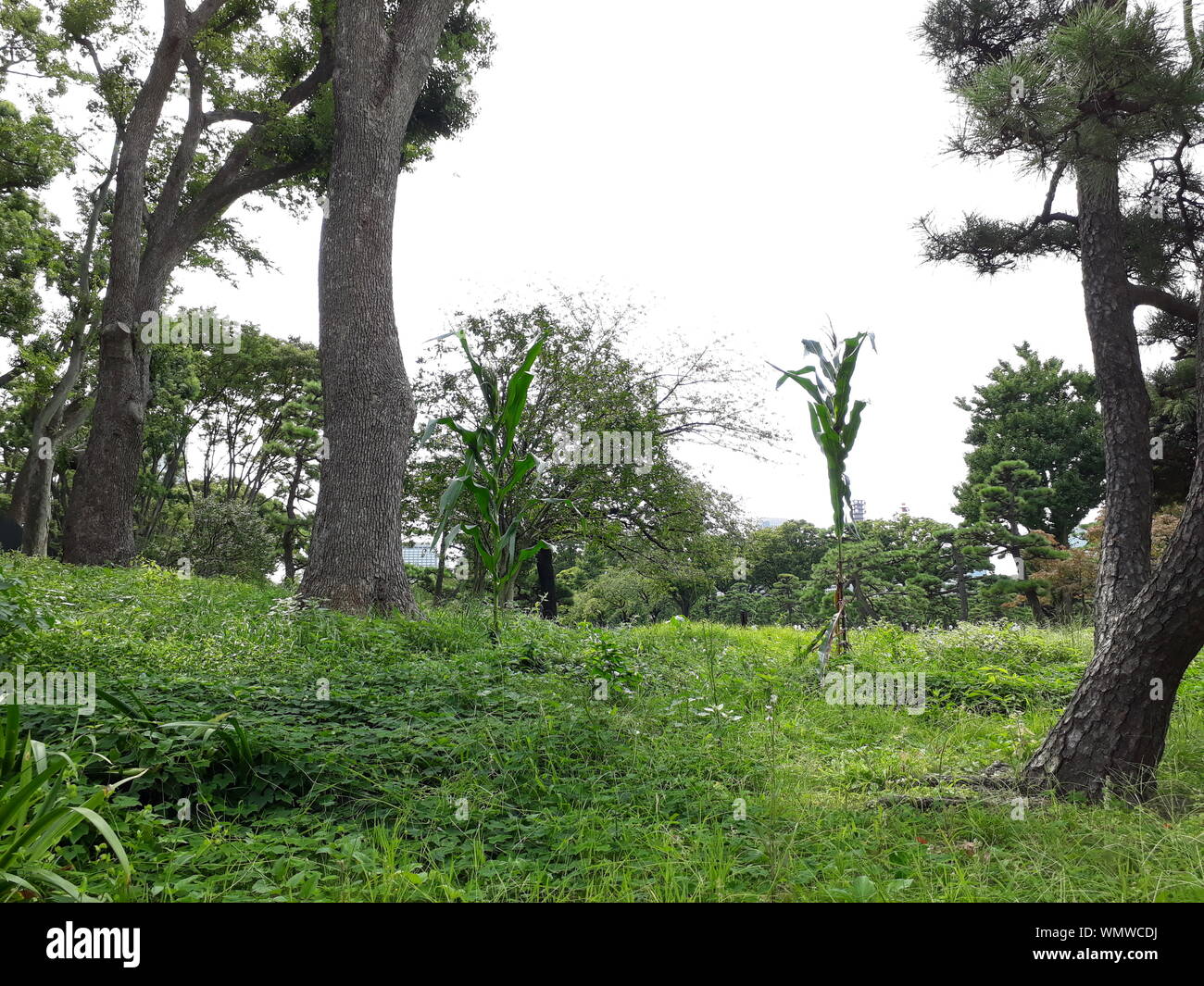 Nature in Japan Stock Photo - Alamy