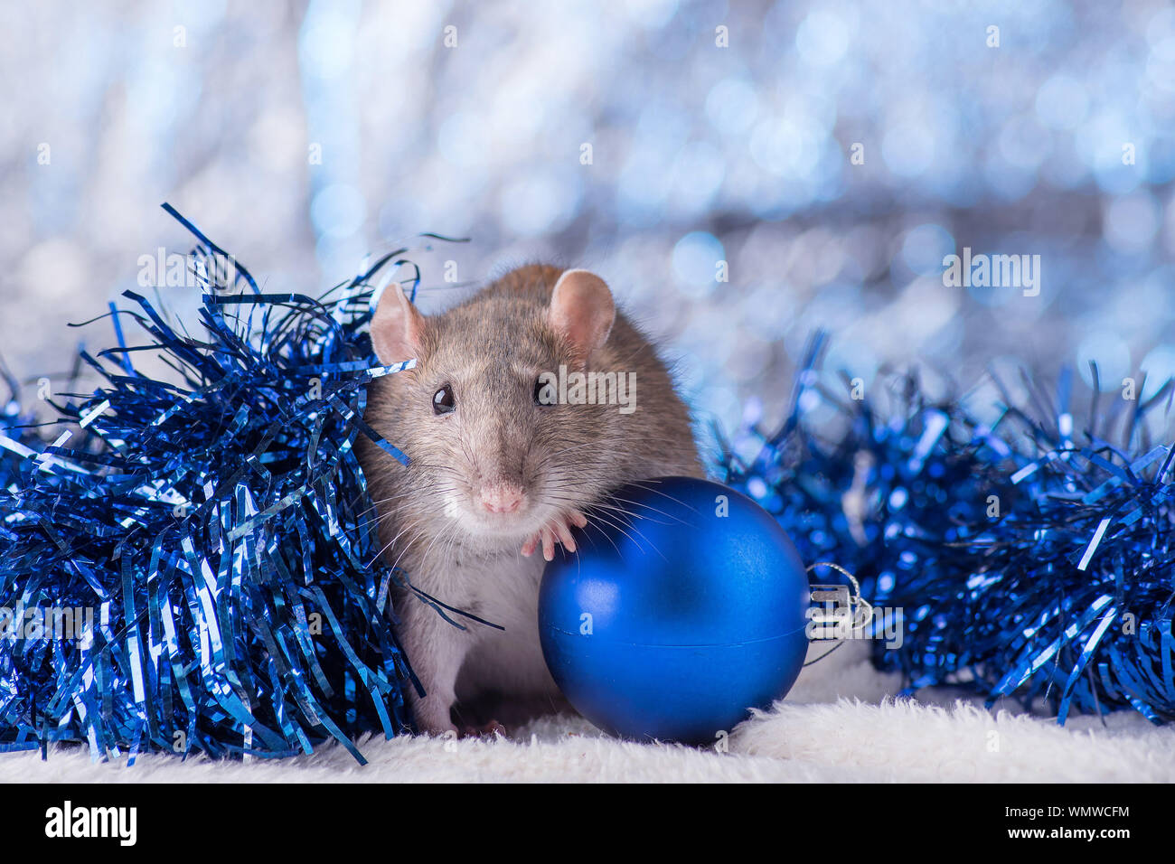 New Year concept. Cute white domestic rat in a New Year's decor. Symbol of the year 2020 is a rat. Gifts, toys, garlands, Christmas tree branches Stock Photo