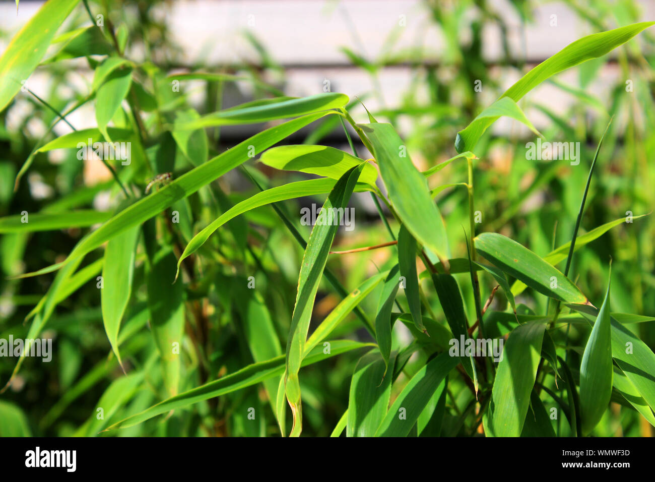 Detailansicht von Bambusblättern Stock Photo
