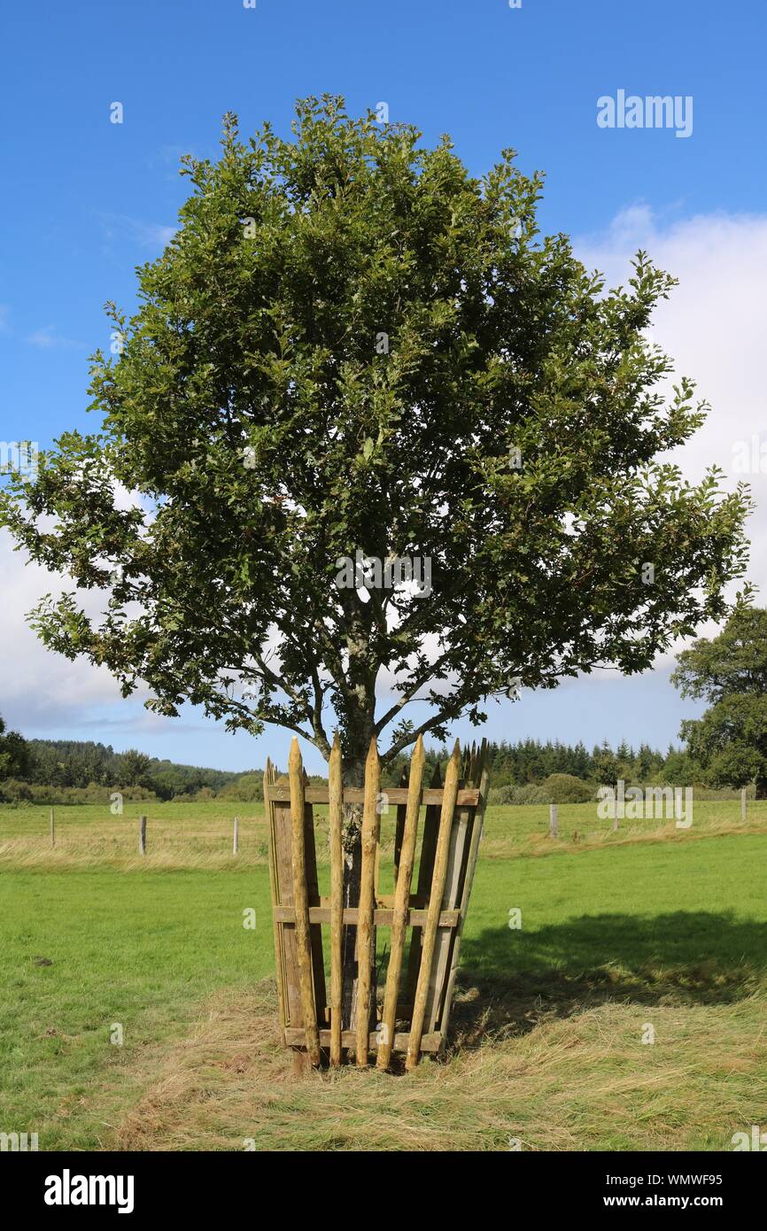 Mature tree protected by tree guard Stock Photo Alamy