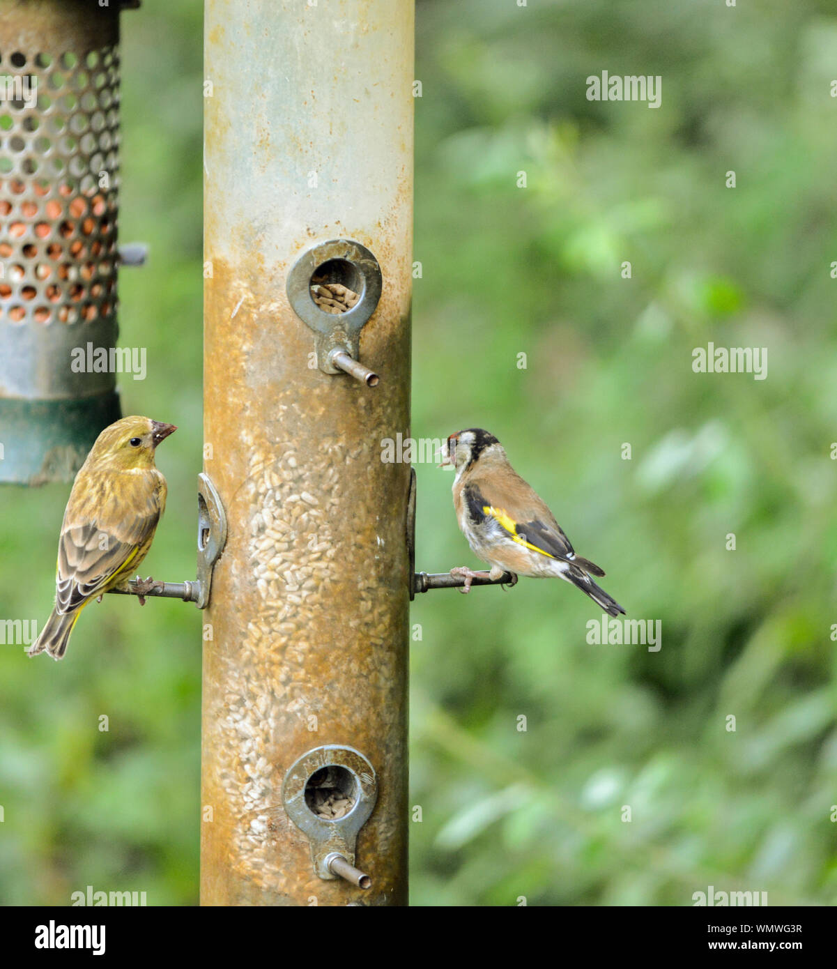 birds on bird feeder Stock Photo