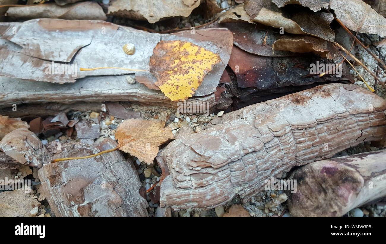 High Angle View Of Rotting Wood On Field Stock Photo