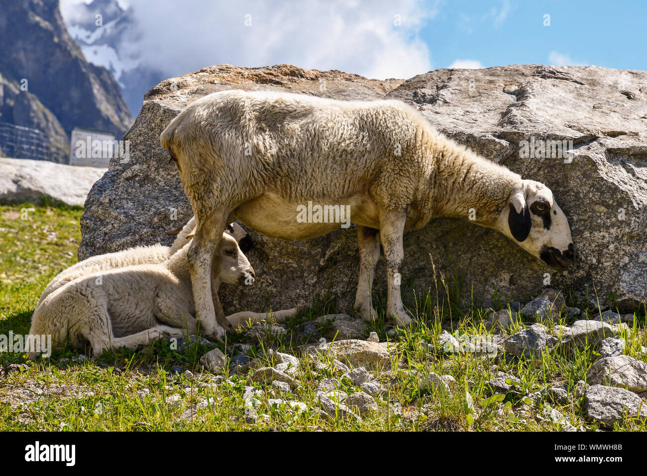 A sheep and two lambs in a mountain pasture resting in the shadow of a rock in a sunny summer day, Courmayeur, Aosta Valley, Alps, Italy Stock Photo