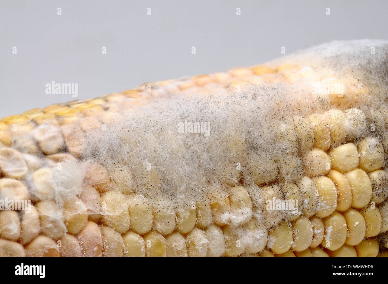 Corn fungus hires stock photography and images Alamy
