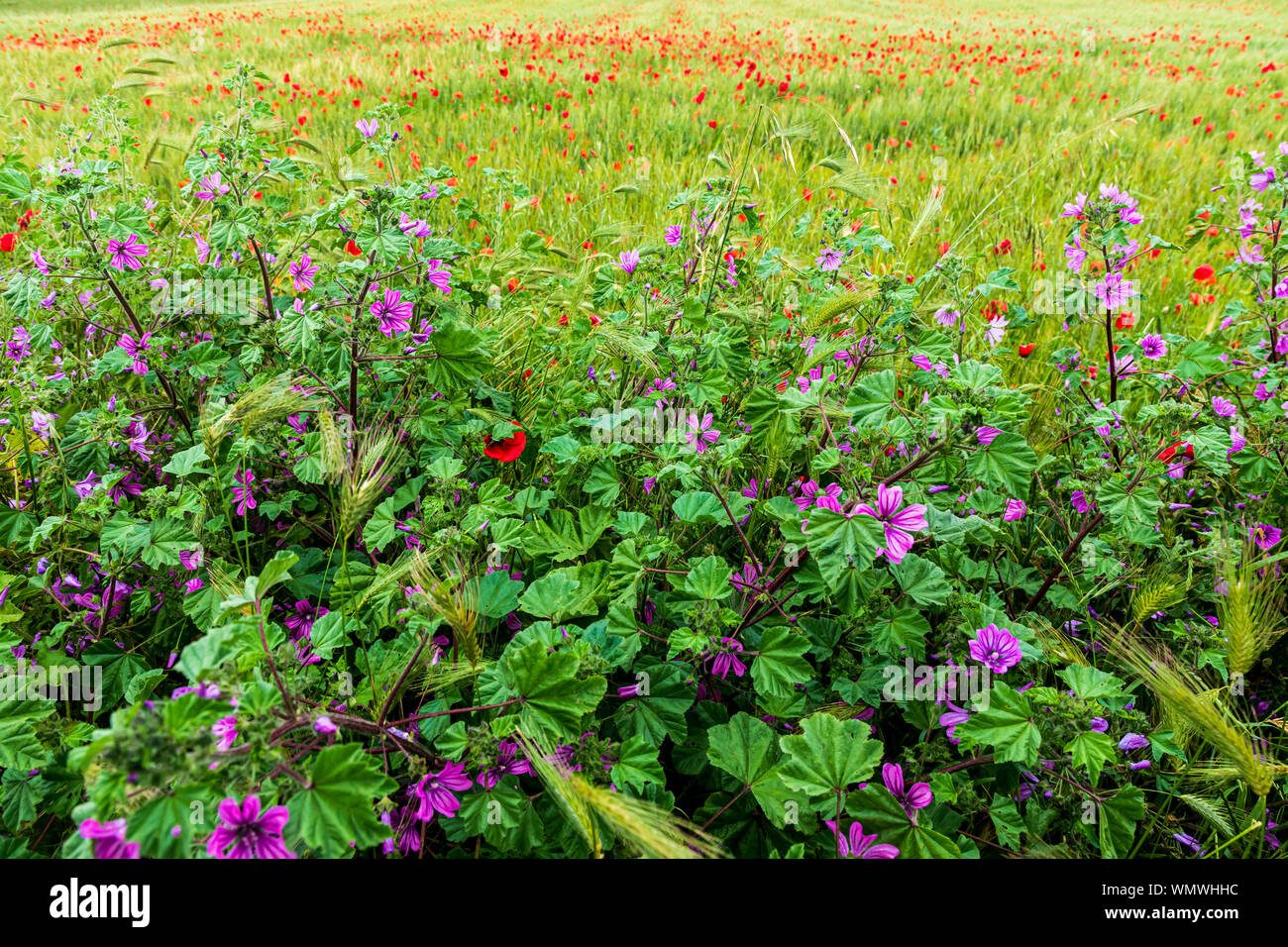Italy, Apulia, Metropolitan City of Bari, Gravina in Puglia. Purple wildflowers. Stock Photo