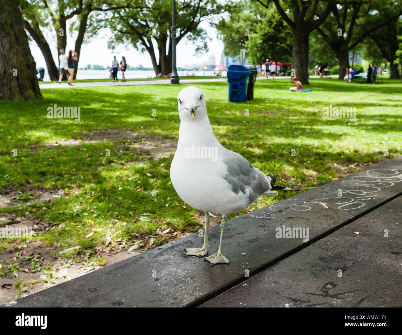 TORONTO, ONTARIO, CANADA - JULY 29, 2017: A seagull stands on a picnic table, waiting for possible food scraps, in a busy park by Lake Ontario. Stock Photo