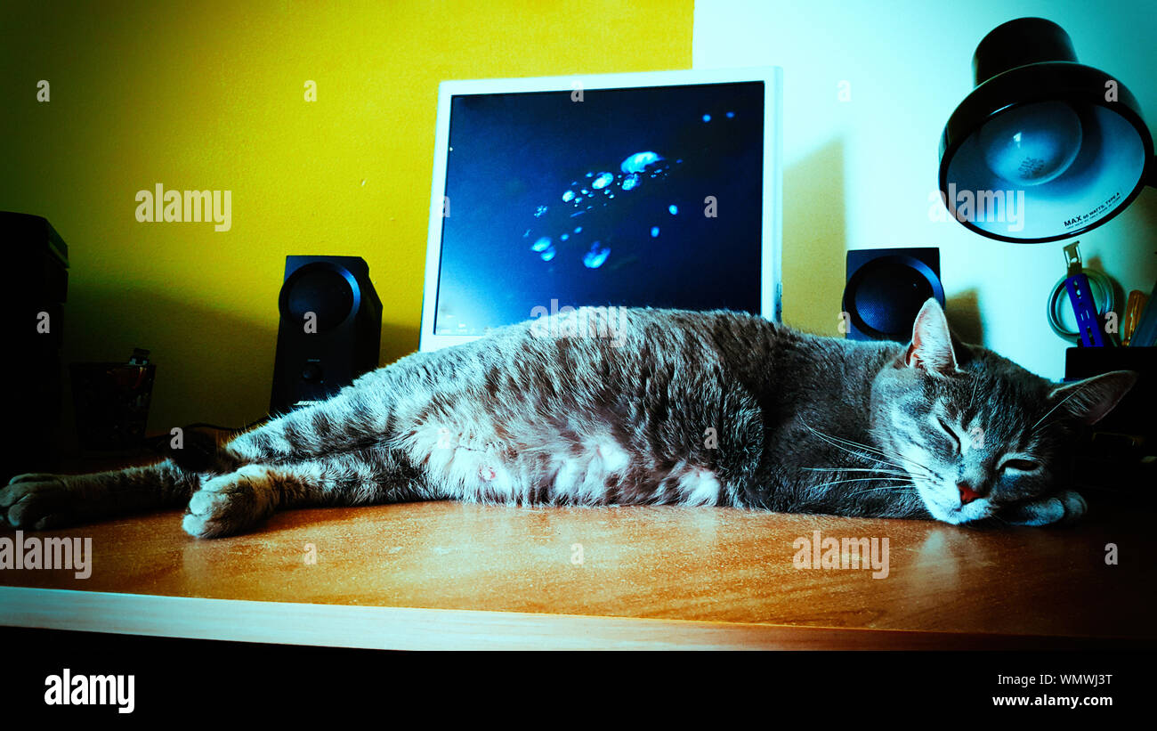Cat Sleeping On Table At Home Stock Photo Alamy