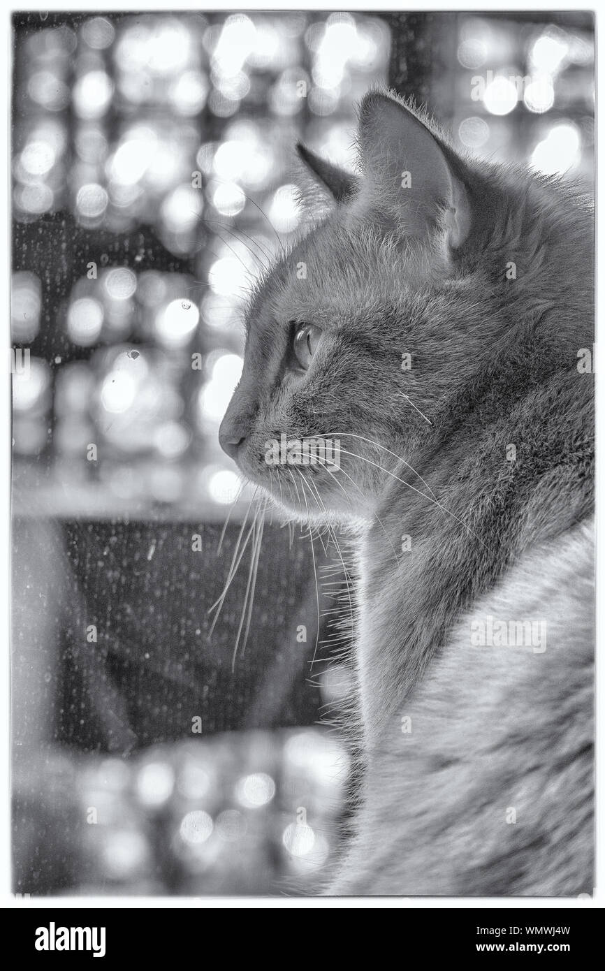 Cat looking through the window Cut Out Stock Images & Pictures - Alamy