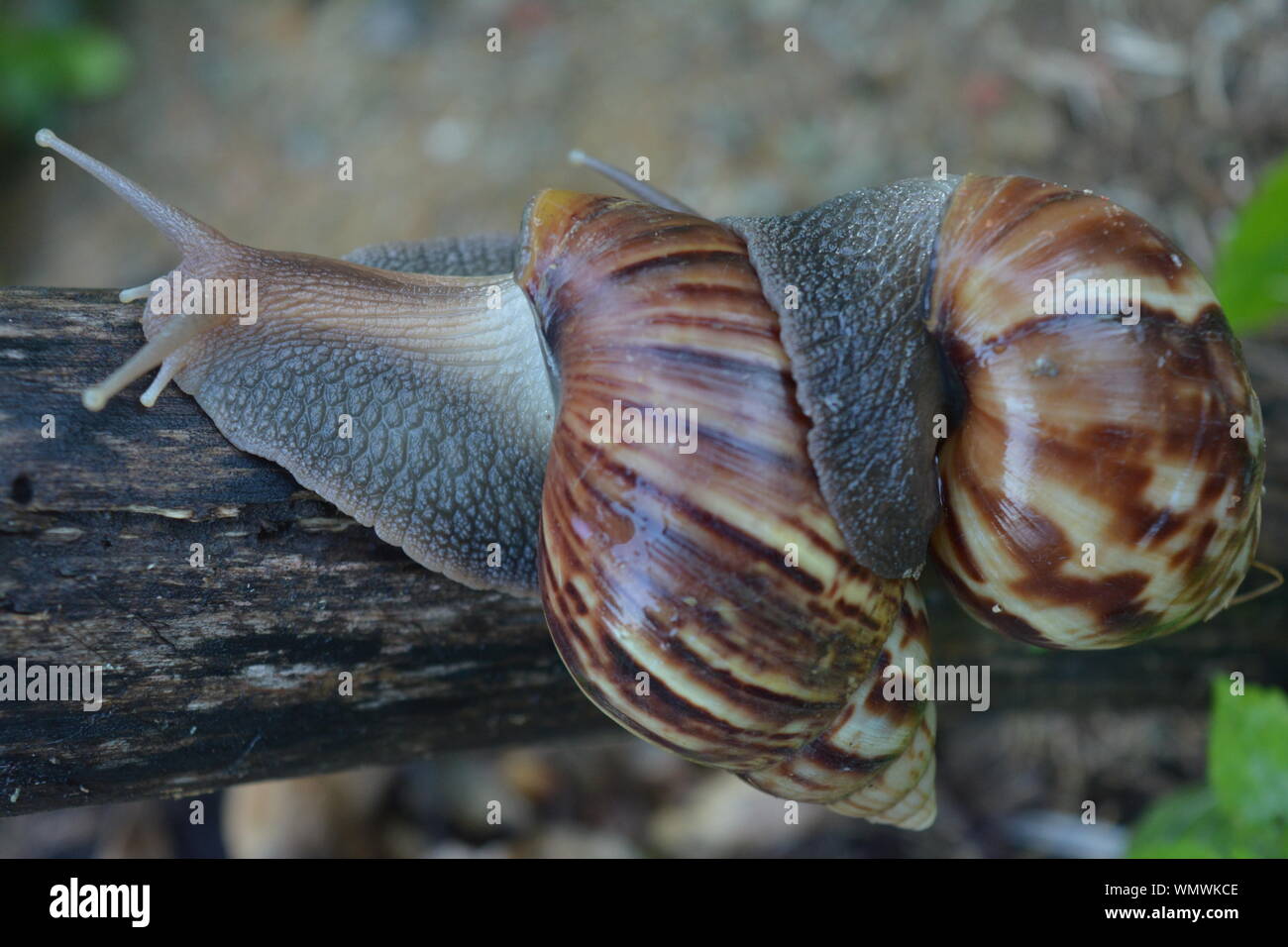 Two snails mating hires stock photography and images Alamy