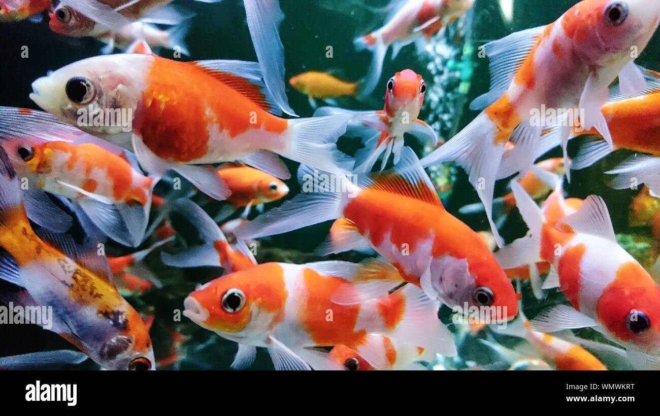 92 Fish Koi In Aquarium HD Terbaru