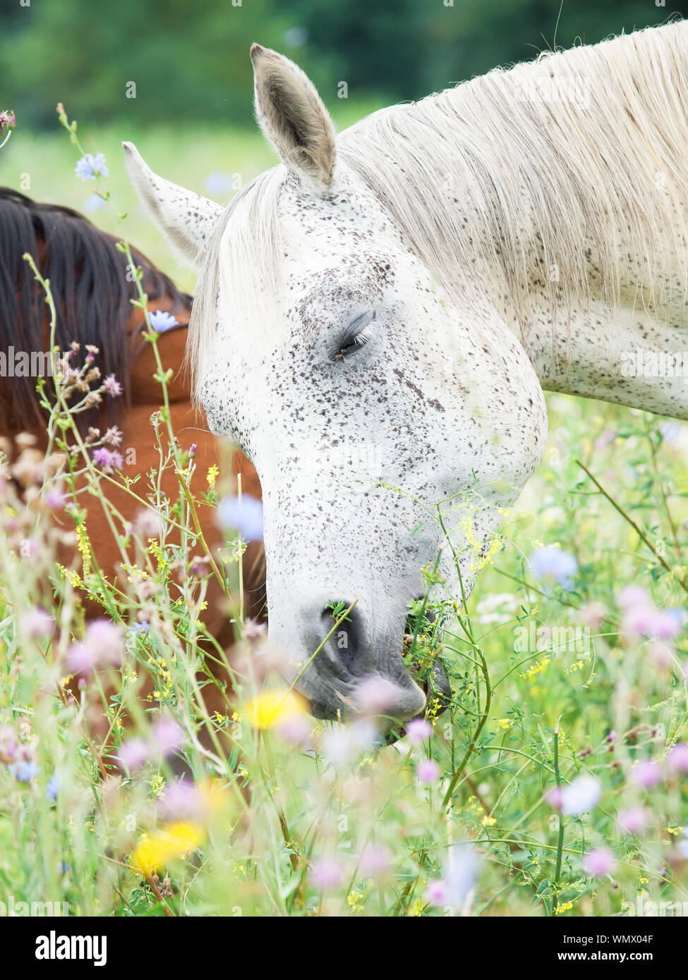 Close-up Of Horse Grazing On Land Stock Photo